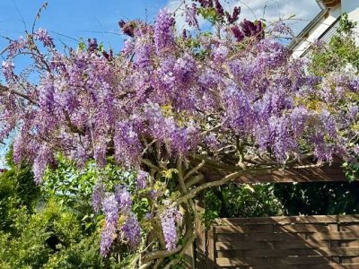 Sonnige, ruhige Einliegerwohnung mit Einbauküche an Einzelperson zu vermieten
