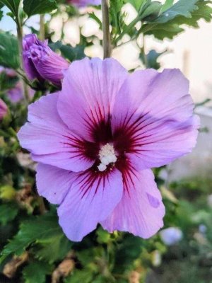 Idyllische Liegenschaft: 2 Gebäude Garten Ruhelage Eisenstadt / A2 Wien