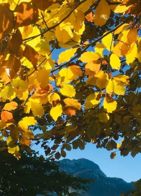 Hier stimmt der Preis: Doppelhaushälfte mit 2 Wohnungen, davon eine frei!