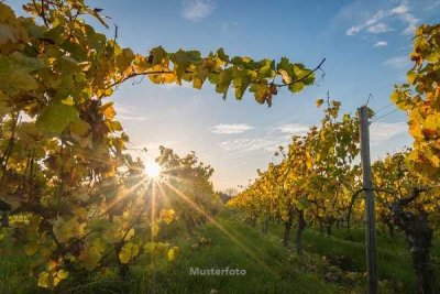 Einfamilienhaus/ehem. Weingut