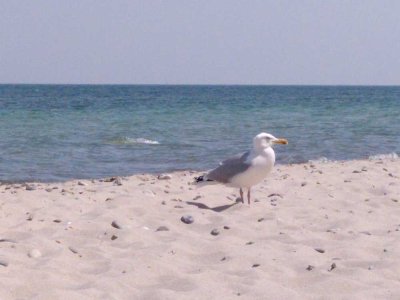 Privatverkauf: Ruhig gelegene, stilvolle 2-Zimmer-Wohnung in Wittenbeck/Ostsee