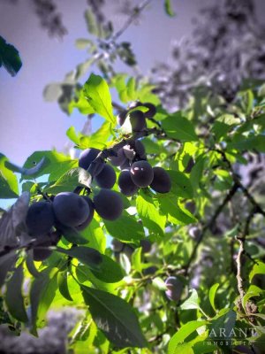 Freie, naturnahe Doppelhaushälfte mit viel (Ausbau-) Potential ! Streuobstwiese, eigener Bachlauf...