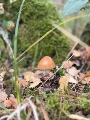 Herbstglück in Wendisch Rietz