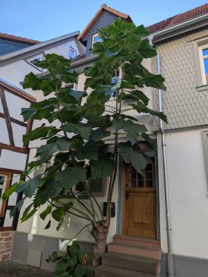charmantes Fachwerkhaus in zentraler Lage in Groß-Umstadt zu vermieten.