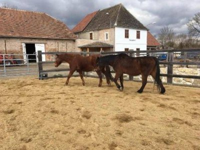 Historische Mühle - Pferdehaltung