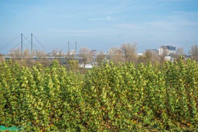 WOHNEN IN ERSTER RHEINLAGE