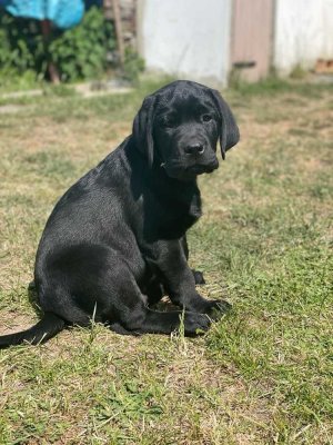 ERFÜLLEN SIE SICH IHRE GRÖSSTEN LEBENSTRÄUME: FAMILIE, HAUS MIT GARTEN UND HUND!