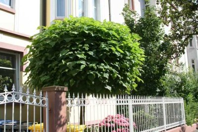 Stilvoll Wohnen in Hanau-Rosenau