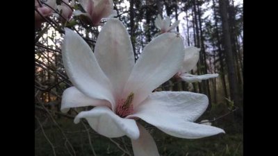 Bien-Zenker:  Ihr individuelles Wohlfühl-Haus EVOLUTION 162 in Werbach