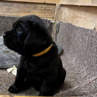 ENDLICH PLATZ FÜR IHREN EIGENEN HUND -  IM NEUEN HAUS MIT GARTEN! LOS GEHT´S: 01714863595