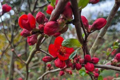 **Zwischen Blüten und Dornen – Schönes Einfamilienhaus mit Sanierungsbedarf**