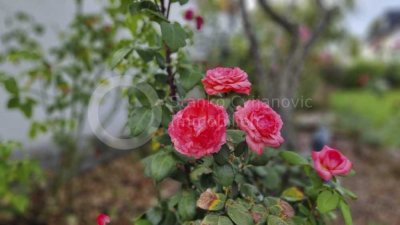 Gröbenzell – Freundliche vermietete 3 ZKB mit Balkon, Parkett, EBK, TG Stellplatz (kein Duplex), etc