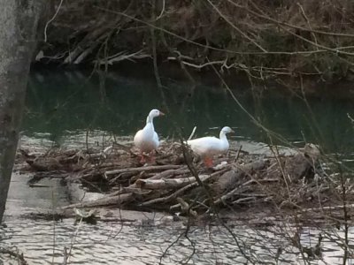 Bien-Zenker EVOLUTION 162 - Ihr individuelles Zuhause in Reinsbronn