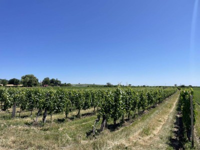 ***PROVISIONSFREI! Grünblick ohne Ende...