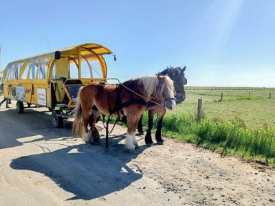 Einzigartig - Leben auf einer Nordsee Hallig!   Hooge!