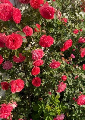 Secret Sale - Großes Einfamilienhaus mit schönem Garten