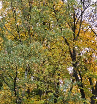 Singlewohnung in der schönen Au mit Dachterrasse