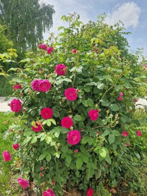 Charmante 2-Zimmer-Wohnung mit eigenem Gartenanteil in ruhiger Lage