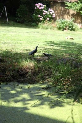 Liebhaberobjekt in gute Hände abzugeben, großer Garten, Scheune, sehr ruhig, für Single/Paar