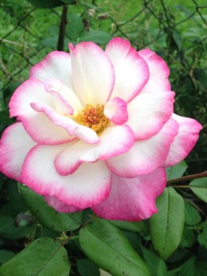 Bien-Zenker:  Ihr individuelles Zuhause