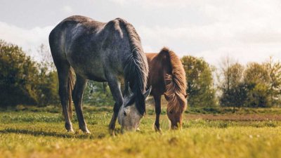 Pferdehof mit Reitplatz und ca. 20 ha arrondiertem Grünland zu verkaufen