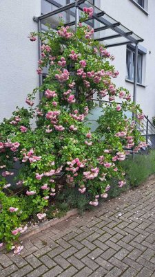 3-Zimmer--Wohnung mit Terrasse und Garten