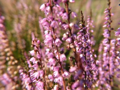 Ihr modernes Zuhause: klimaneutrale Doppelhaushälfte mit Garten