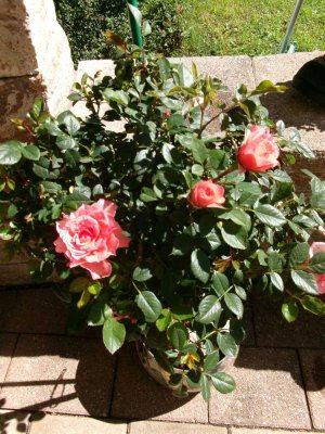 Einfamilienhaus zur Kapitalanlage mit Nießbrauch zu verkaufen