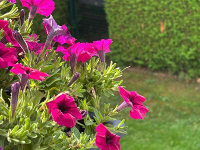 Charmante Doppelhaushälfte mit Garten in Schwabhausen