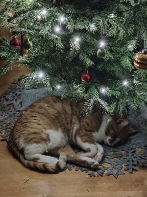 FEIERN SIE 2026 WEIHNACHTEN IN IHREM EIGENEN HAUS! SOFORT ANRUFEN: 01714863595