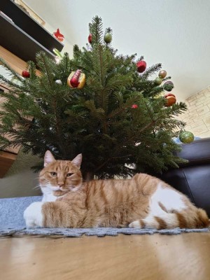 ERFÜLLEN SIE IHRER FAMILIE DEN TRAUM VOM WEIHNACHTSFEST IM EIGENEN HAUS!