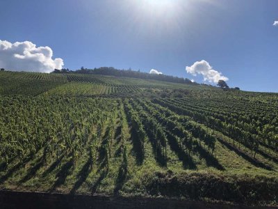 Rebland mit Rheintalblick