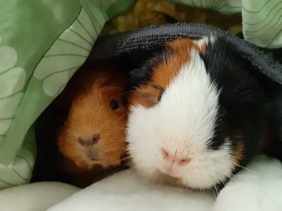 IN IHREM NEUEN HAUS HABEN SIE VIEL PLATZ ZUM KUSCHELN! TELEFON 01714863595