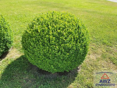 Vermiete ca. 38 m² Wohnung in Marchtrenk!