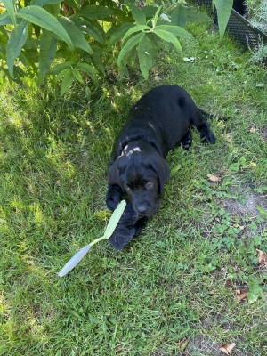 ENDLICH PLATZ FÜR EINEN FAMILIENHUND - IN IHREM NEUEN HAUS MIT GARTEN! TEL.: 01714863595