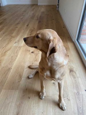 "Viel Platz für Familie & Freunde in Rissen"