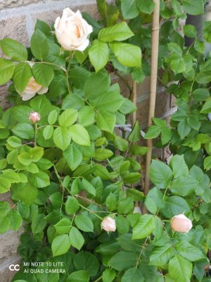 Reihenendhaus mit viel Potential in Tönisvorst 2