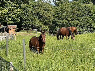 Bezugsfertig direkt vom Bauträger mit 773 Traumgrund neben einer Pferdeweide direkt vom Bauträger