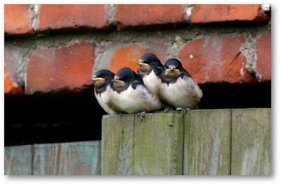saniertes Einfamilienhaus mit Ausbaureserve, separates Gästehaus und große Scheune