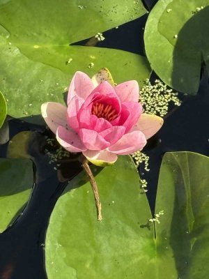 Erholungsgarten P9 mit Bungalow Nähe Glindowsee (Werder-Havel)