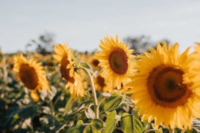 Wunderschöne Doppelhaushälfte mit höchstem Komfort - Ihre neue Wohlfühloase
