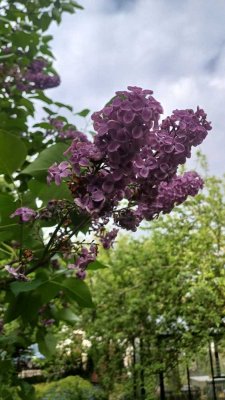 2 große, helle WG-Zimmer  mit Garten