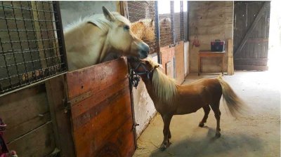 Geräumiges ehemaliges Bauernhaus mit Scheune und Pferdekoppel