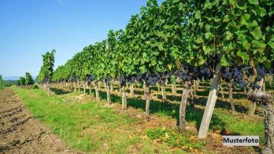 Landwirtschaftliches Gehöft (Weingut)