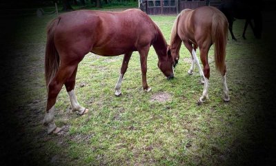 Pferdeliebhaber aufgepasst: Ihr Pferd wohnt direkt bei Ihnen, Resthof in traumhafter Umgebung!