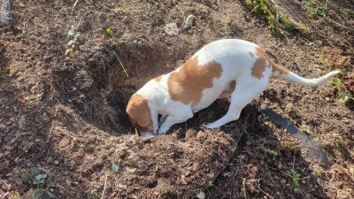 Suchen Sie noch den perfekten Bauplatz + Traumhaus? Wir von Bien Zenker haben alles in einem Paket T