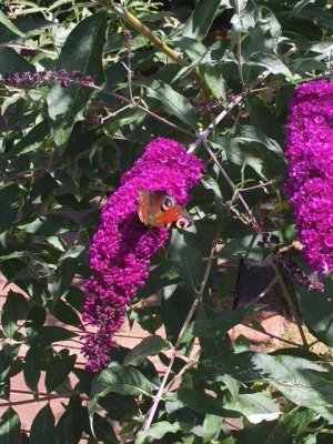 SOMMERSONNENGLÜCK GENIESSEN - IM GARTEN IHRES EIGENEN HAUSES: 01714863595