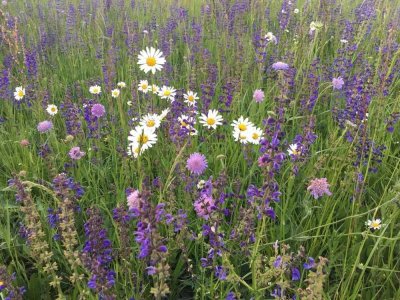 Bien-Zenker EVOLUTION 154  Ihr individuelles Traumhaus in Bad Mergentheim