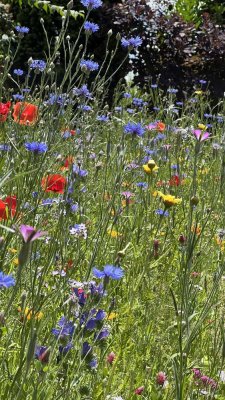 Schöne DHH sucht nette Mieter