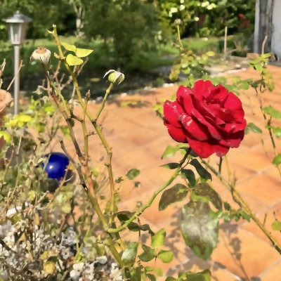 Ihre "Rose" mitten in bester, ruhiger Nachbarschaft